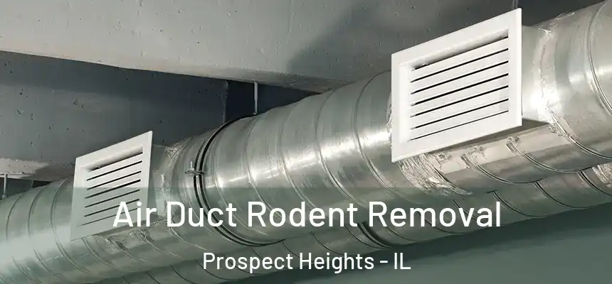 Air Duct Rodent Removal Prospect Heights - IL