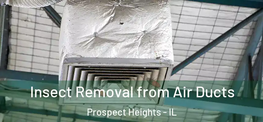 Insect Removal from Air Ducts Prospect Heights - IL