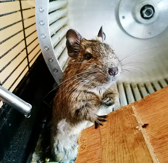 Why Homeowners & Businesses Trust Us Prospect Heights, IL?